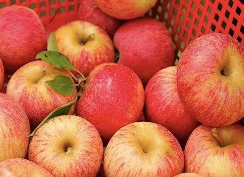 تصویر 3 از فروش سیب گالا مهاباد درجه یک صادراتی + فروش عمده